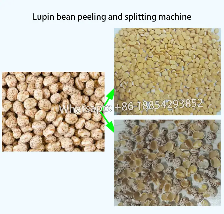 Machine à éplucher et à fendre les haricots lupins la plus vendue en Corée en 2024